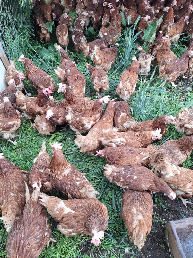 Продавам кокошки носачки