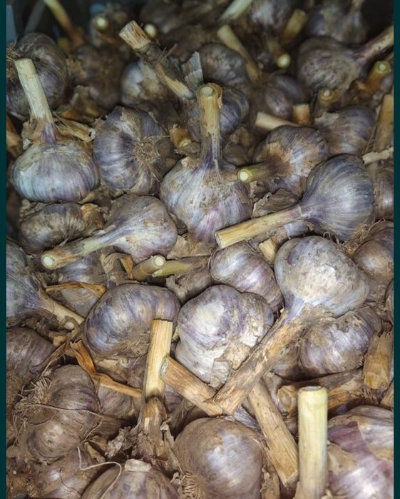 Продаётся домашний чеснок.