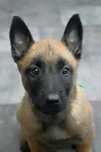 Ciobănesc Belgian Malinois cu pedigree, 8 săptămâni