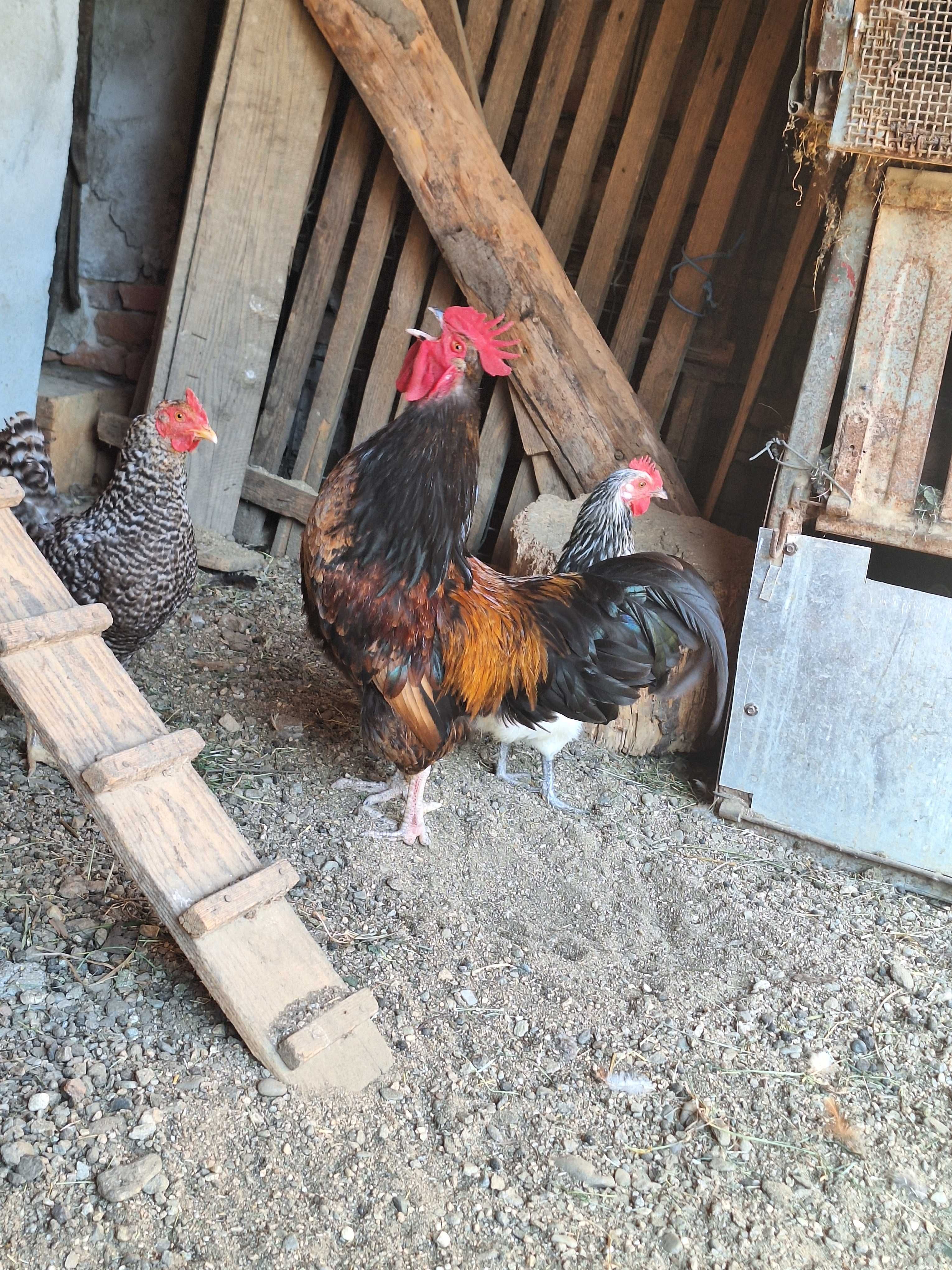 Cocoș și găină de vânzare