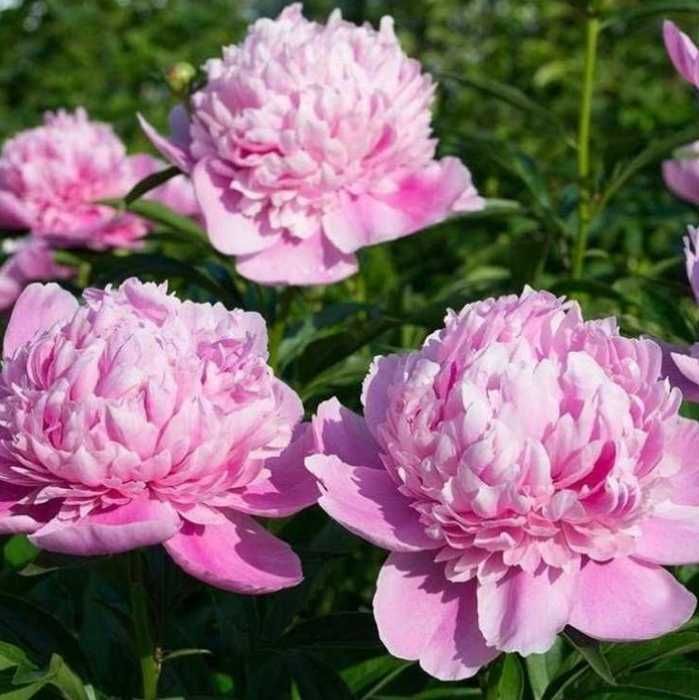 Rizomi ( bulbi) de Bujor Nobil Gigant, pt plantat, Alb, Roz, Rosu