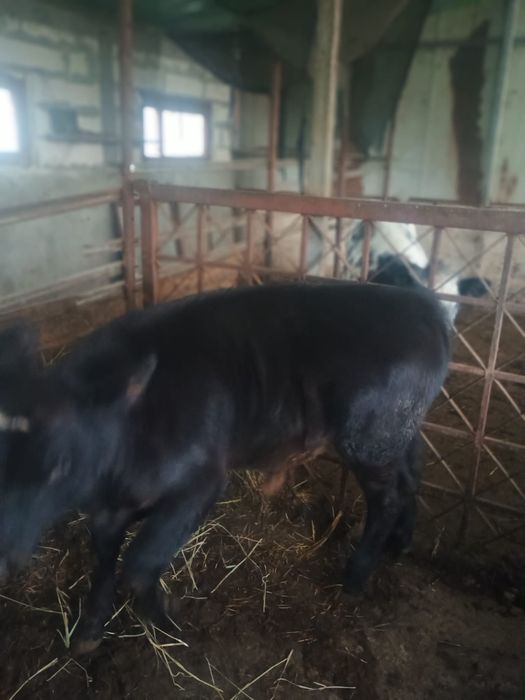 Vand 2 vitei de carne