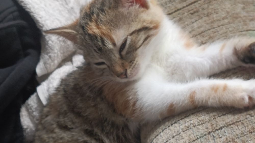 Pisica de pentru adopție gratuita (pisica are un suflet foarte bun)