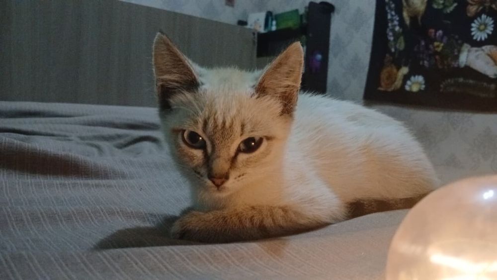 Котята сиамские и непородистые