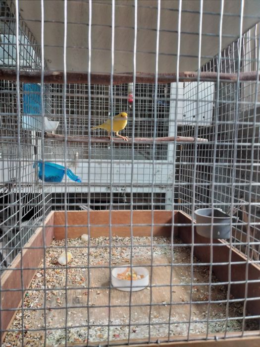 Молодые Канарейки