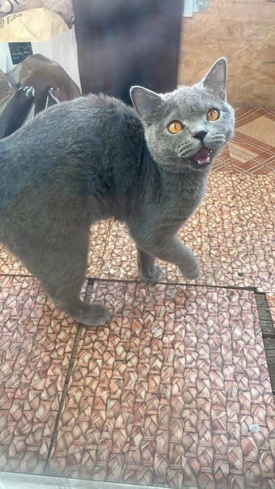 бесплатно отдаем в хорошие руки тел 8