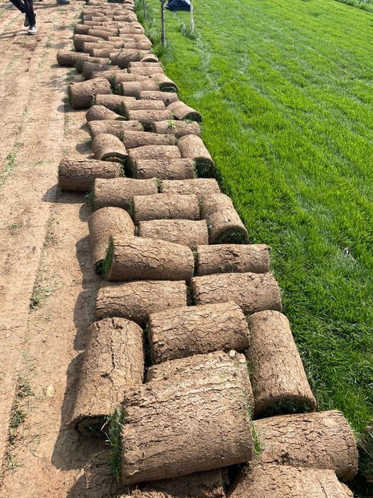 Газоны рулонный оптовая цена