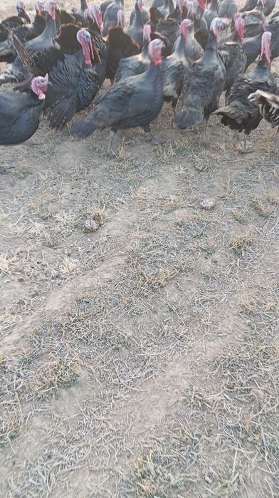 Ундиктер сатылады