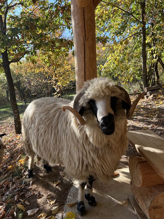 Berbec breaz de vanzare !