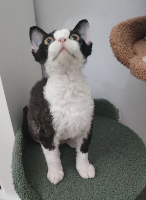 Devon Rex pui mascul