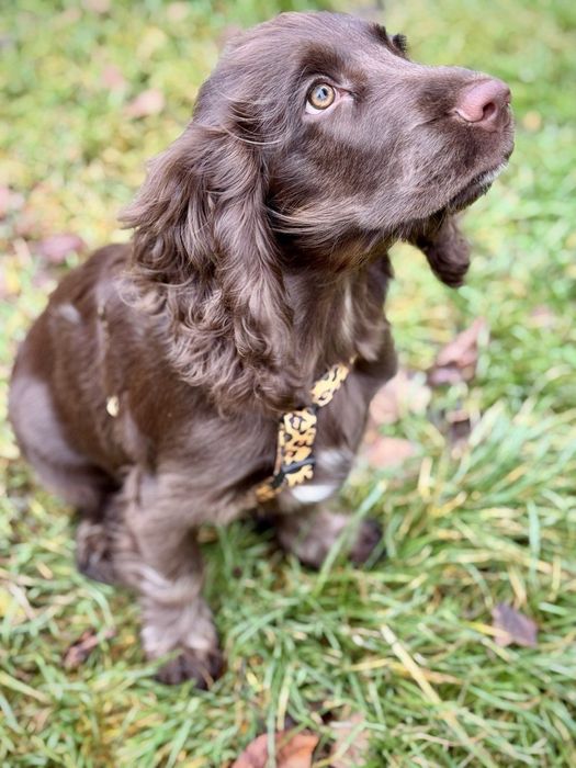 Продаются щенки Филд спаниеля