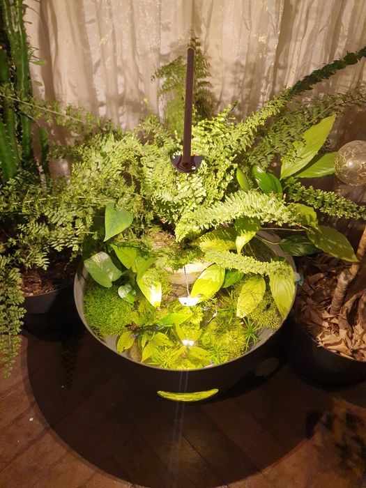 Acvariu ghiveci cu betta