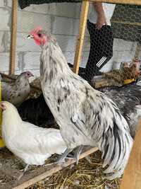 Vând cocosi australorp