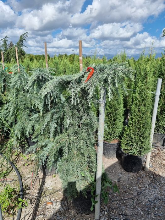 Platani/Tuia leylandi/ Mesteacăn/Brazi