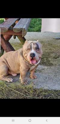 American bully pocket ABKC