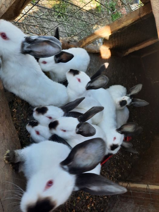 Vând iepuri Urias de Transilvania