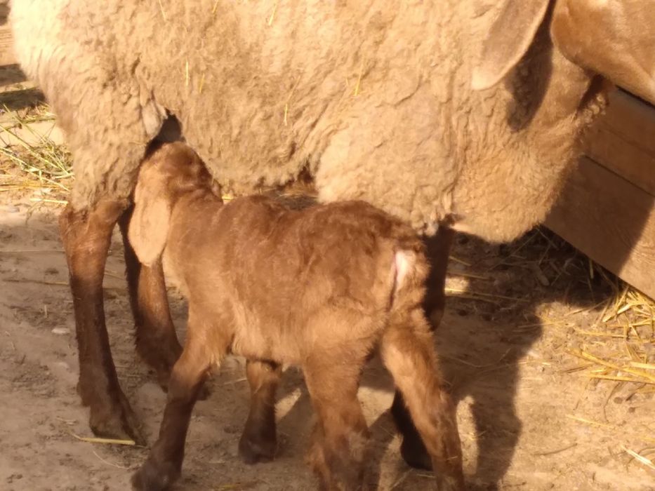 Арашан козылы кои .
