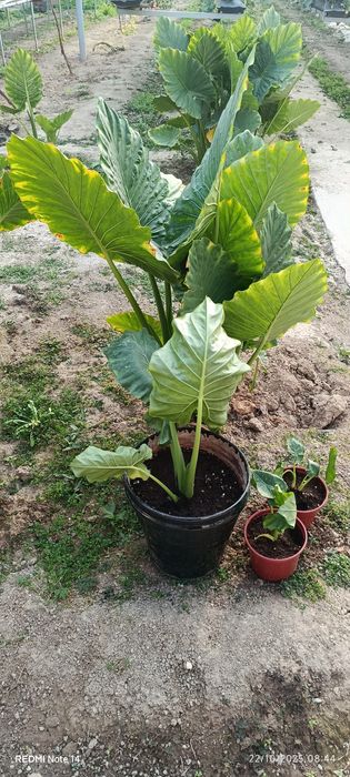 Kotta bargli tabiiy gullar bor hona sharoitida parvarishlash mumkin