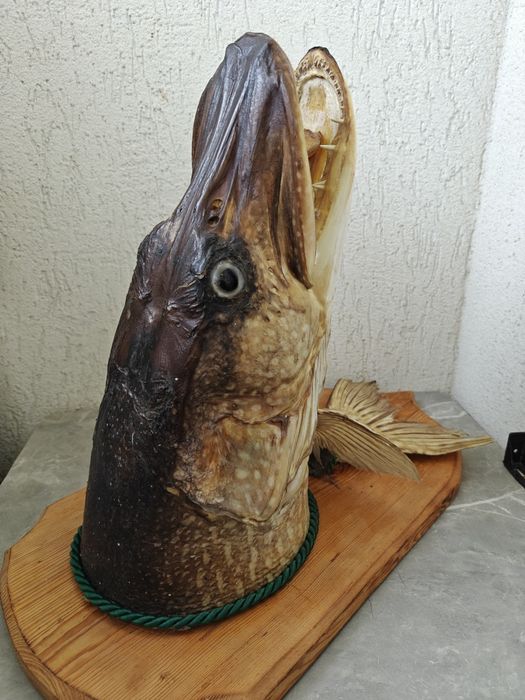Trofeu știucă împăiată peste 23-28kg