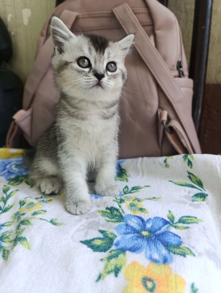Котята.Серебристая Шиншилла