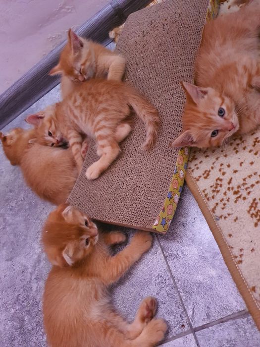 Скотиш фолд и страйд