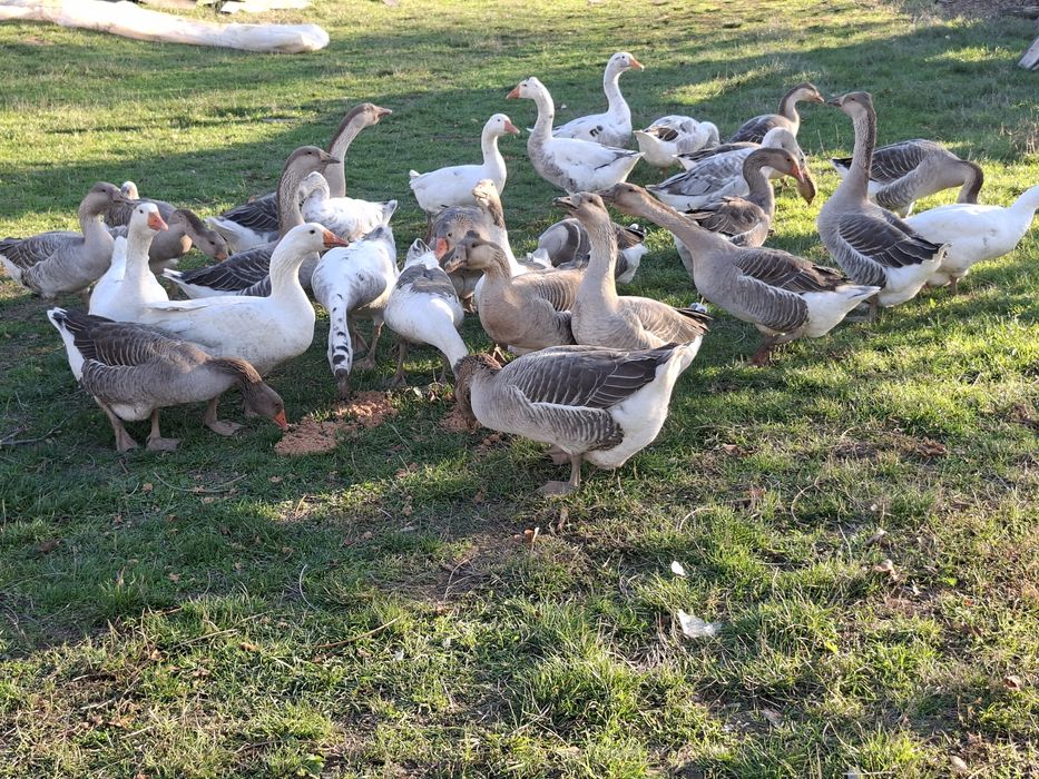 Vând gaste ,rate si curcani