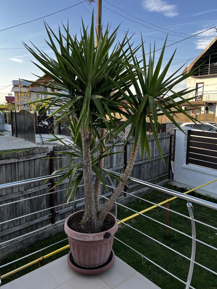 Planta decorativa Yucca