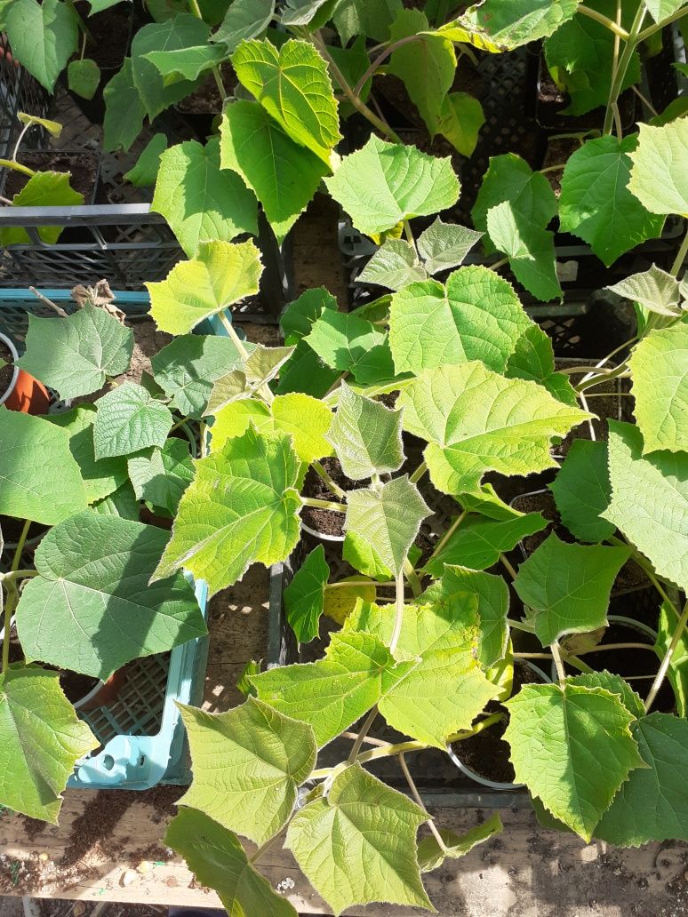 Paulownia hibrid 9501, și cotevisa 2