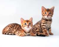 Бенгальские чистопородные котята