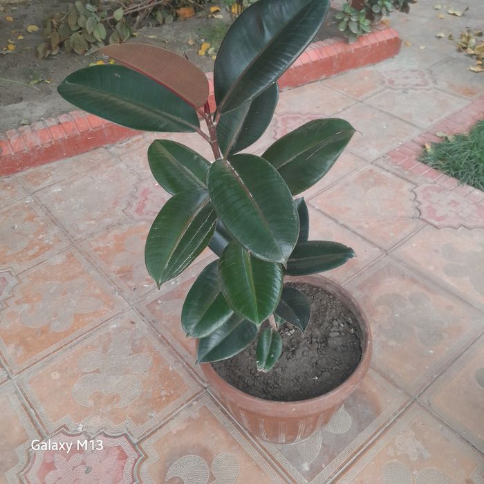 Фикус махаллий номи кора шахзода