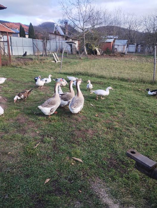 Gâște americane, bibilici și rațe mute (leșești)