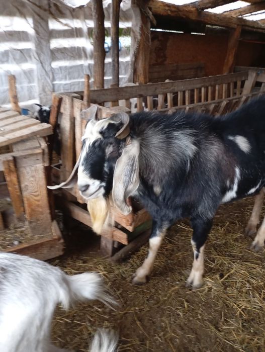 Vand doua capre si un țap