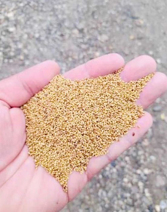 Sămânță de lucernă