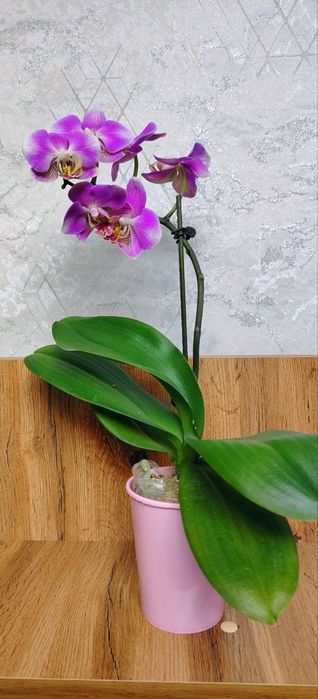 Продам Орхидеи Phalaenopsis