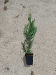 Chiparos leyland (Cupressocyparis leylandii) 30-60cm