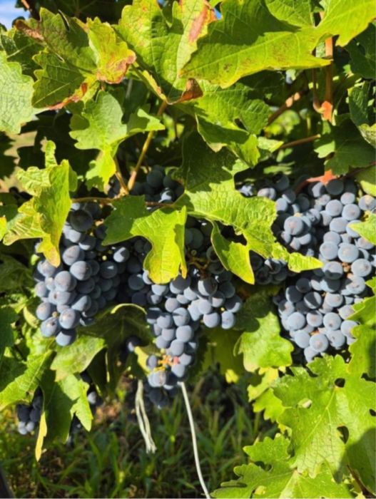 Vindem struguri pentru vin