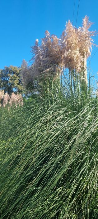 Пампаска трева, кортадерия