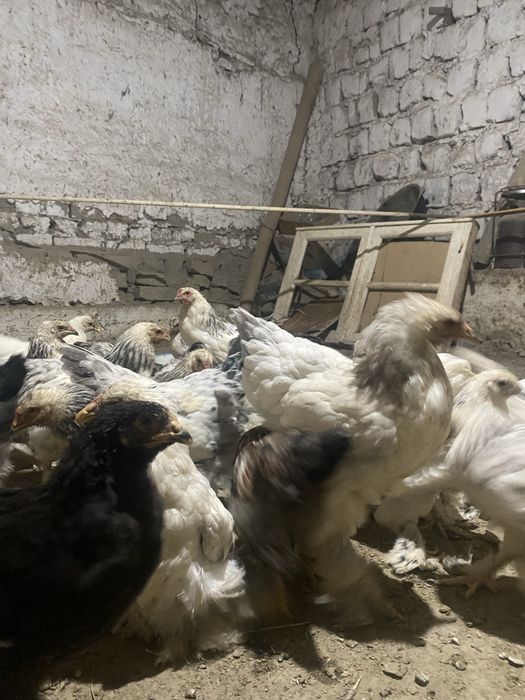 5 oylik jojalar broler. 000