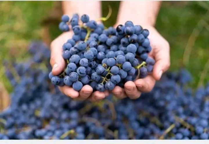 Struguri de vin 2025