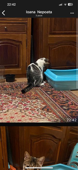 Pisic motan foarte curat , intelegator de comenzi si ascultator .