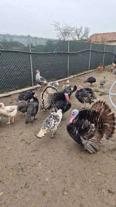 Păsări de curte  crescute natural