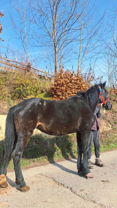 De vânzare iapă și mânz