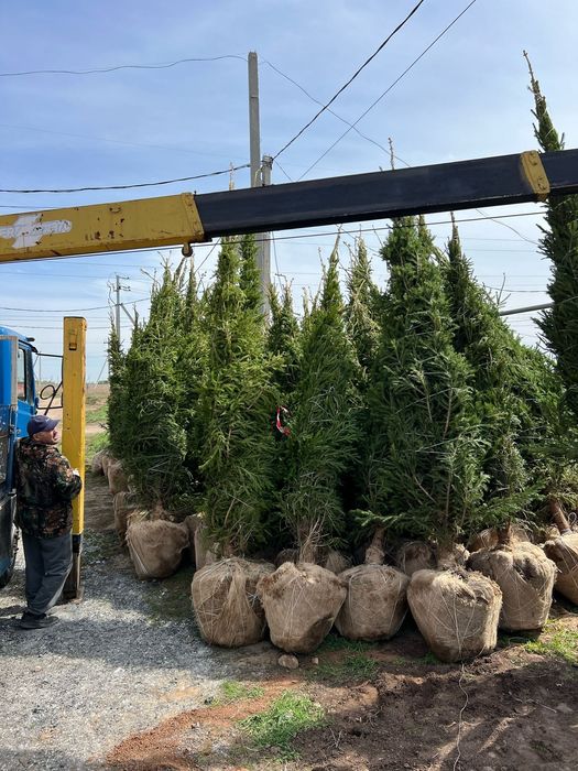 Продам в осортименте