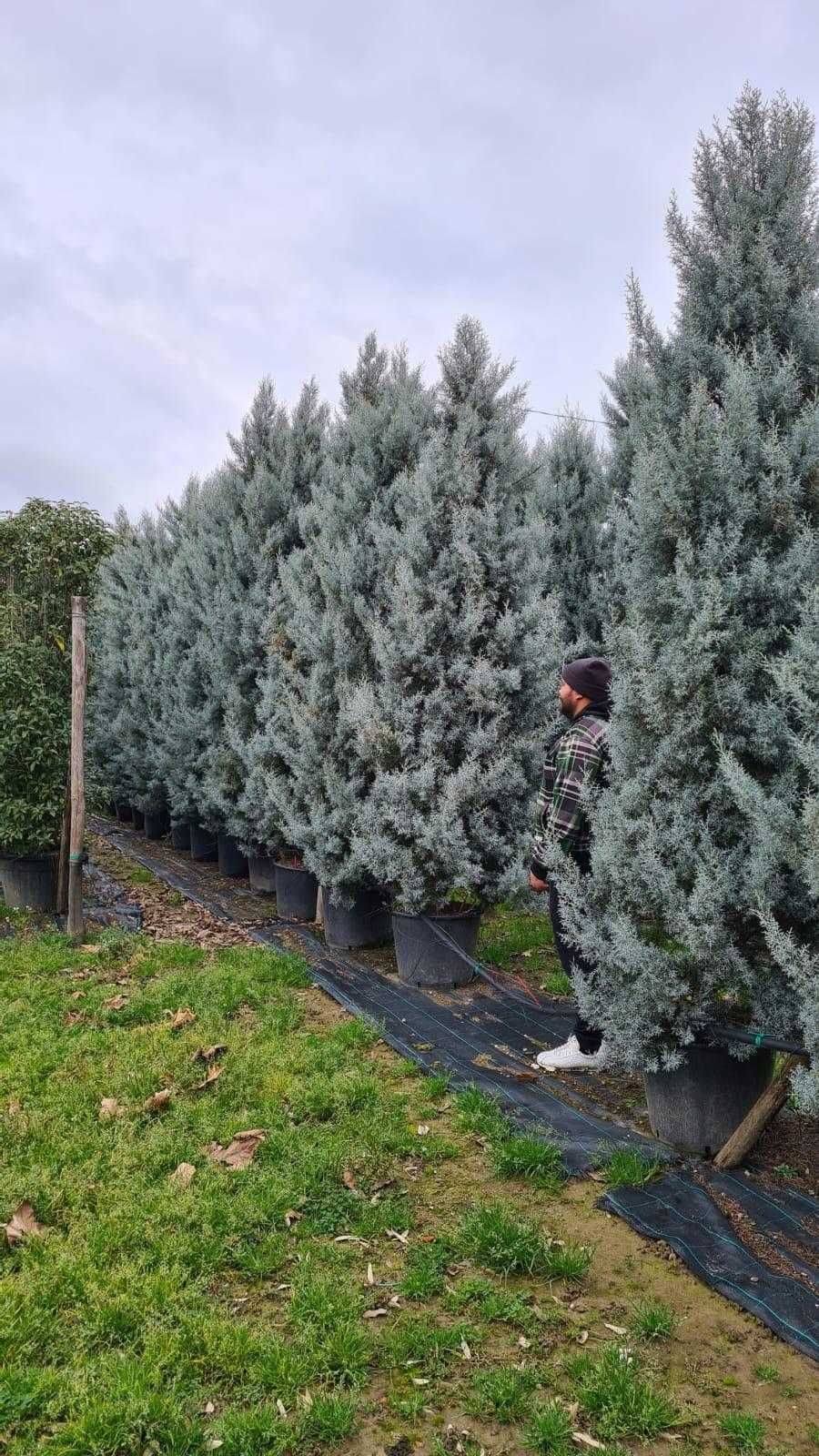 Tuia Leylandii – Creștere rapidă, protecție naturală!