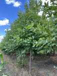 Platanus Acerifolia/ Platatn