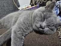 Fetiță British shorthair