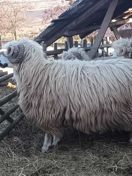 Berbeci  oachesi