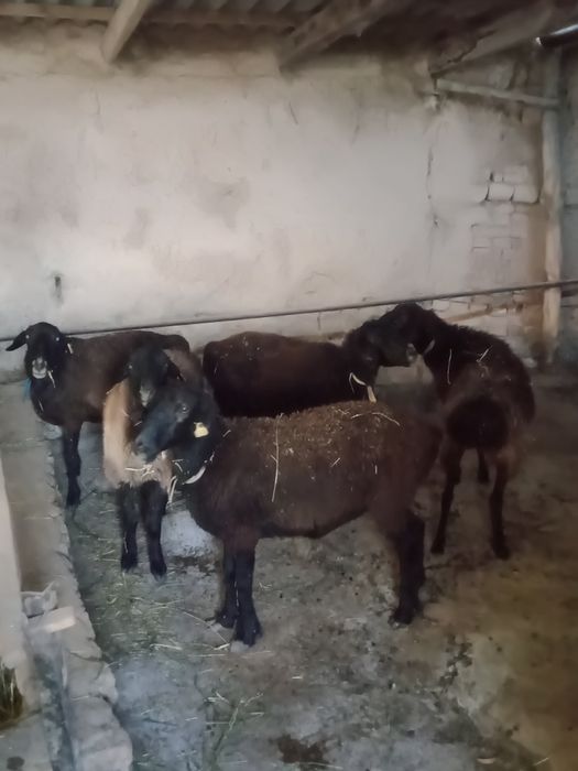 Қойлар сатылады. 5 қой