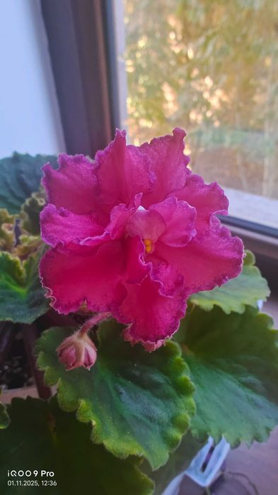 Фиалка сенполия цветущая