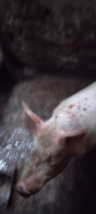 Прасе машкар ...